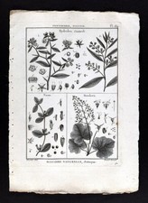 1793 Lamarck Botanical Print Hydrolea Nama Fiddleleaf Heuchera Coral Bells