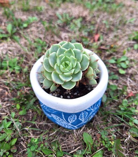 Echeveria ben badis cluster - echeveria,