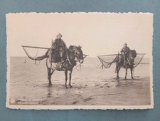 CPA, LA PANNE (Belgique), Pêcheurs de Crevettes à Cheval
