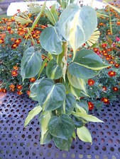 PHILODENDRON SCANDENS BRAZIL