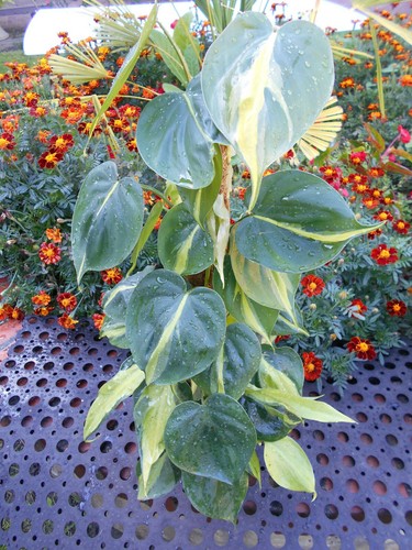 Philodendron scandens brazil - philodendron,