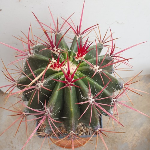 Cactus ferocactus pilosus - cactus,