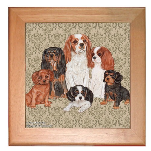 Cavalier king charles - charles, dog
