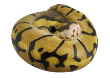 Animal Heavenly Body Python Regius Enchi Ball Python Snake Statue
