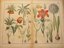 TIRAGE D'ART ANCIEN 1869 PLANTE LIVRE COLORIÉ MAIN FLORE BOTANIQUE FLEUR ILLU...