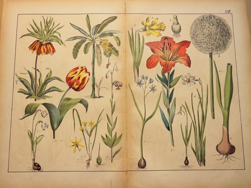 Tirage art ancien 1869 - d'art,