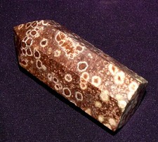 Corail Fossile Pétrifié, Achatisé, Indonésie 52,9g, 64x24x19mm