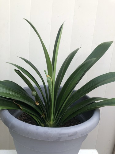 Clivia miniata bush lily - 1,