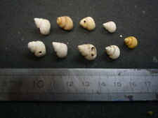 129.01 B -TUBA SULCATA - LOT