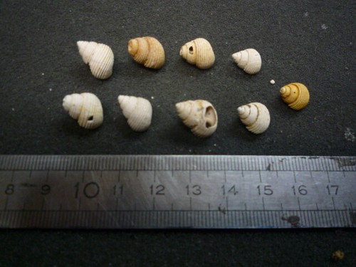 129 tuba sulcata - b,