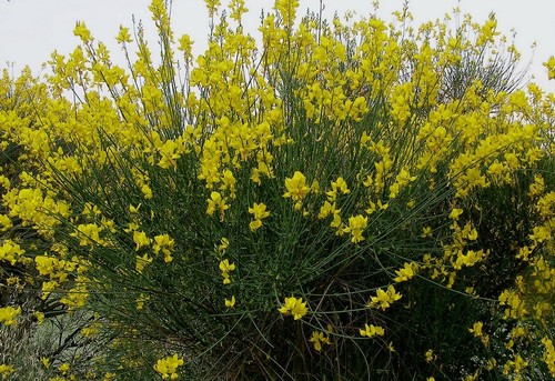 Spartium junceum pot - spartium,