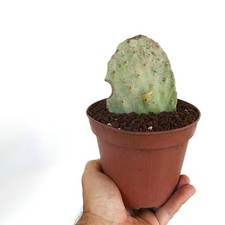 Opuntia titania (unrooted) 2020ST - Figuier de Barbarie | Cactus nopal