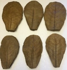 Approx 150gr 100 Pieces Best Sea Almond Tree Leaves FLASH SHIPPING Pure Natural Product