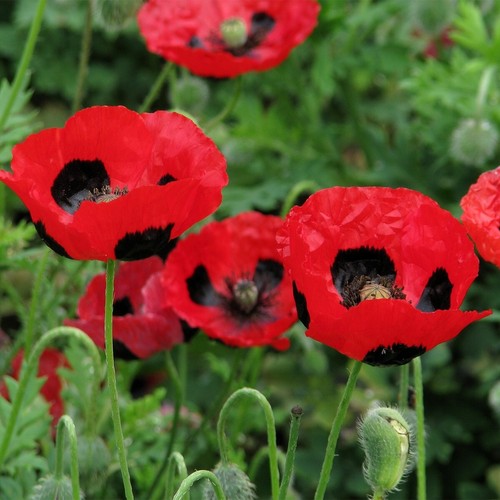 100 graines coquelicot lady - 100,