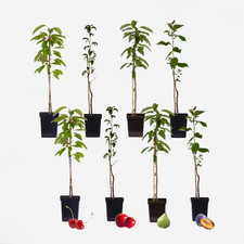Mélange d'arbres fruitiers - Set de 8 - Malus, Pryus, Prunus - H60-70cm - ⌀9cm