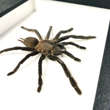 Véritable mygale : Cyriopagopus minax - (insecte entomologie taxidermie)