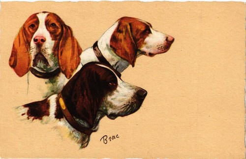 Cpa basset hound beagle - basset,