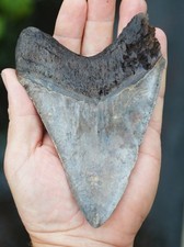 REAL MEGALODON SHARK TOOTH, NATURAL NO REPAIRS, BIGGEST UK STOCK OF INDO MEGS!