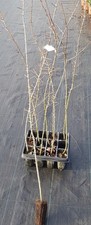 Pyrus pyraster (Semis) /