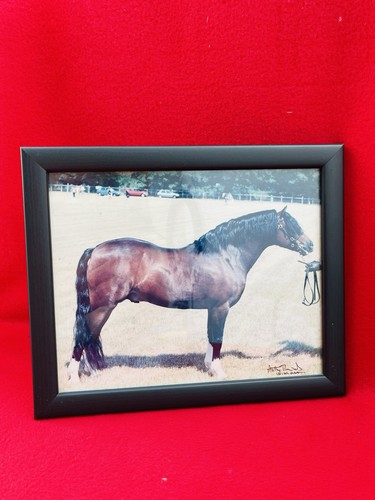 Cadre ancienne photo cheval - cadre,