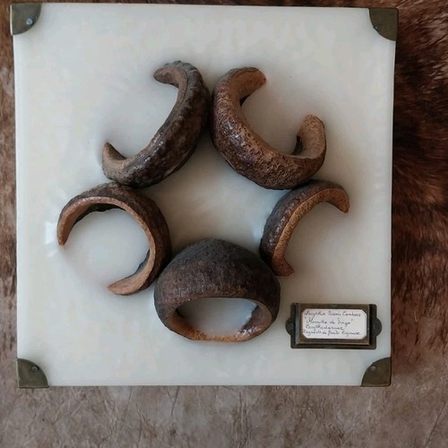 Fossile plante marron