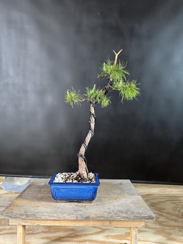 Tamarack tree pre - tamarack,