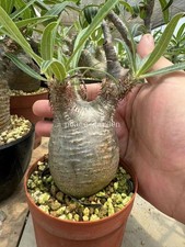 Raresucculent Pachypodium