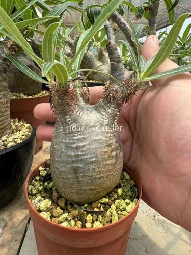 Raresucculent pachypodium - raresucculent,