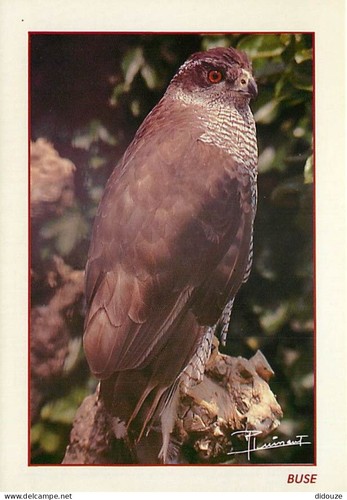 Carte postale animaux - carte,