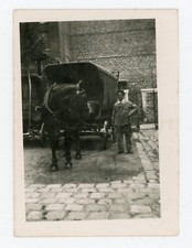 PHOTO snapshot 1943, car hitch horse transport a man paved yard
