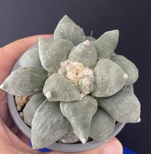 Ariocarpus Retusus Minima