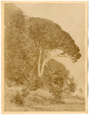 France, pin parasol Vintage albumen print Tirage albuminé  16x21  1870  <d