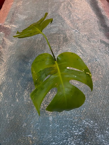 Monstera green - on,