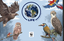 Life TCG BIRDS HOLOS : look