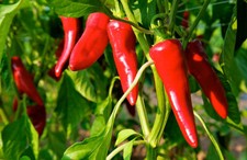 20 graines de piment