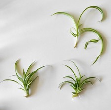 Lot 3 variétés boutures