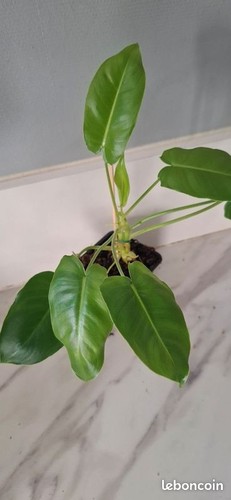 Philodendron burle marx