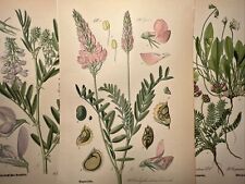 1886 Illustration ancienne chromolithographie Flora Botanica fleur livre de p...
