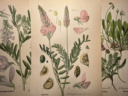 1886 illustration ancienne - illustration,