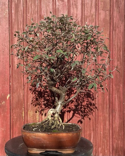 Bonsaï extérieur cotoneaster - bonsaÏ,
