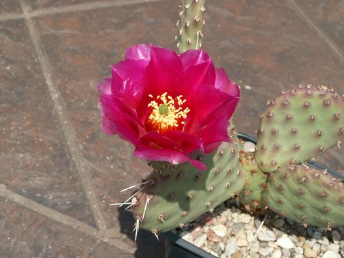 Opuntia wibke chocolate - 'wibke', x