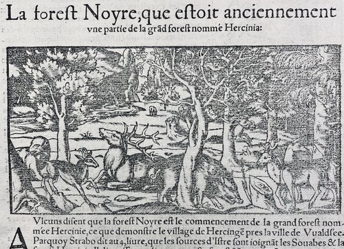 Chasse forêt noire cerf - chasse,