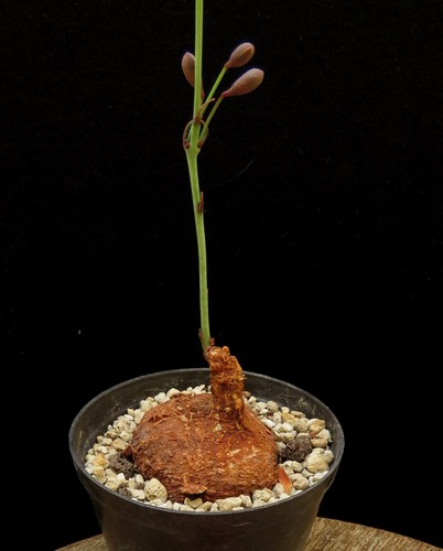 Adenia goetzei euphorbia - adenia,