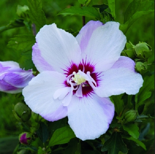 Hibiscus syriacus french - hibiscus,