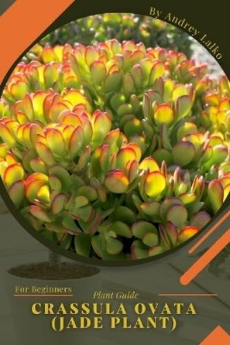 Andrey lalko crassula - crassula, ovata