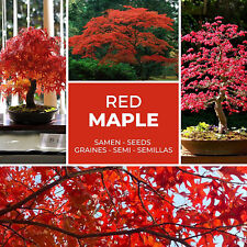 Bonsaï Graines 20 Pièce -