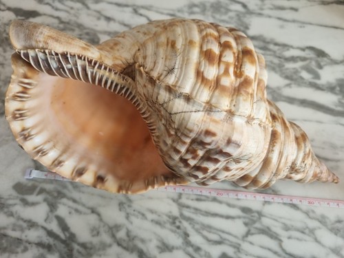 Gros coquillage triton - , 35cm