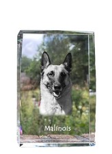 Malinois Belge Chien de Berger