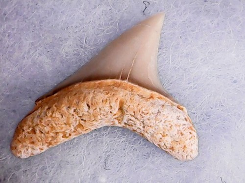 Shark tooth dent requin - tooth,