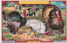 AB4 image chromo PHOSCAO  Les